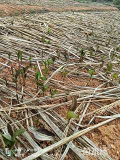 高度30厘米油茶