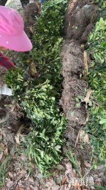 高度30厘米海桐小苗