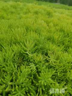 高度12厘米金叶佛甲草