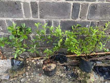 高度30厘米毛鹃