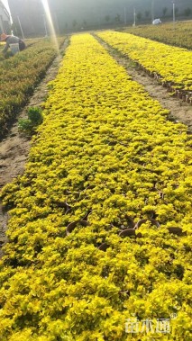 高度10厘米金叶过路黄