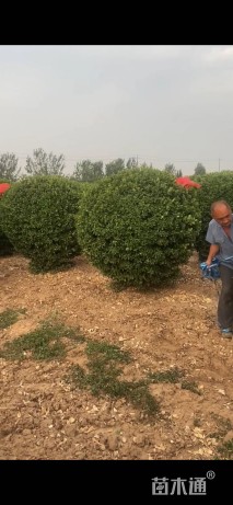 冠幅200厘米大叶黄杨球