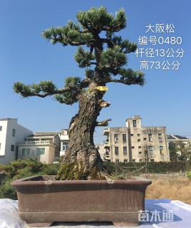 13公分松树