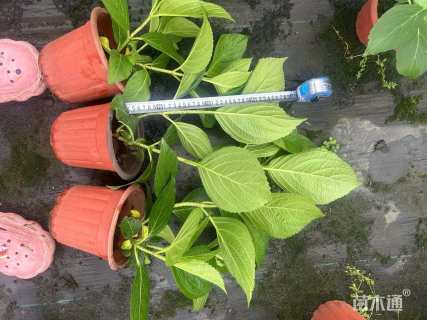 高度25厘米八仙花