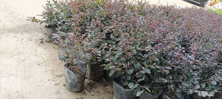 高度30厘米龟甲冬青小苗