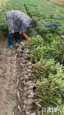 高度50厘米十大功劳