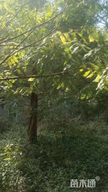 高度40厘米水杉小苗