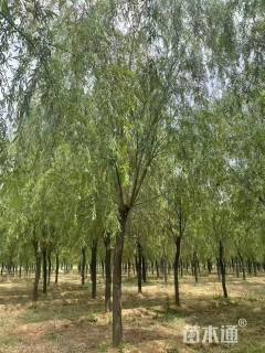 14公分红丝垂柳