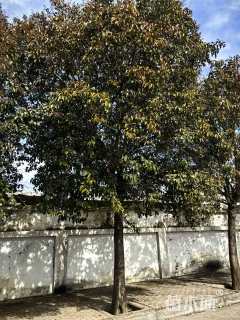 24公分大叶女贞