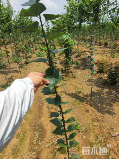 1公分欧洲小叶椴