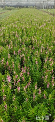 高度25厘米香彩雀