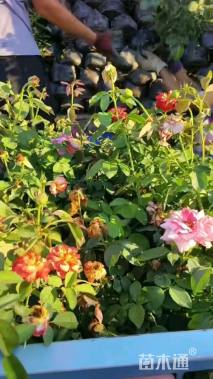 高度50厘米丰花月季