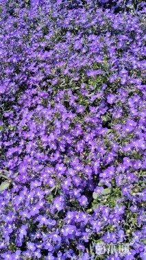 高度30厘米半边莲