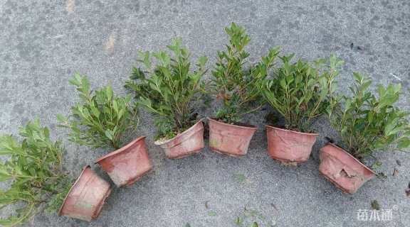 高度20厘米杜鹃