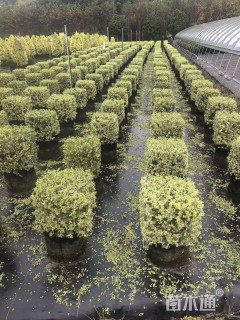 高度40厘米银姬小蜡