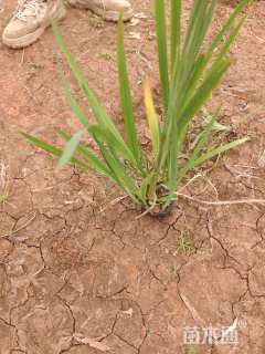 高度25厘米火星花