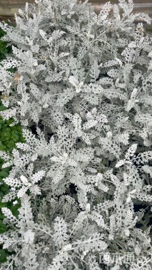 高度20厘米银叶菊