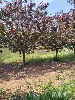 19公分红宝石海棠