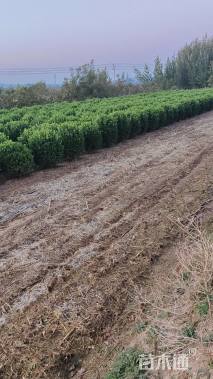 高度200厘米北海道黄杨柱