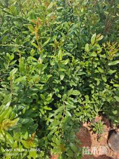 高度80厘米石榴