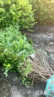 冠幅80厘米金叶女贞球