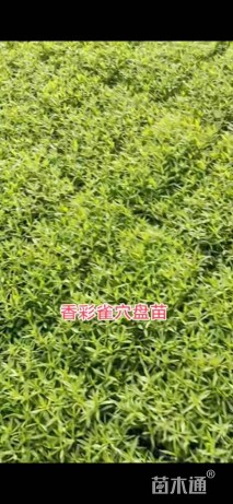 高度15厘米香彩雀