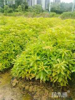 高度100厘米火力楠小苗