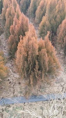 冠幅50厘米洒金柏球