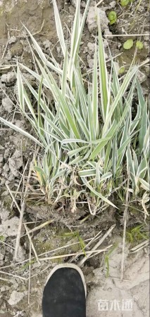 高度60厘米花叶芦竹