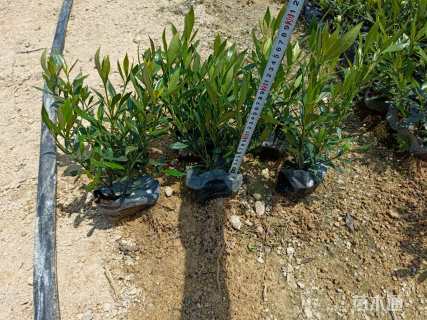 高度25厘米小叶栀子