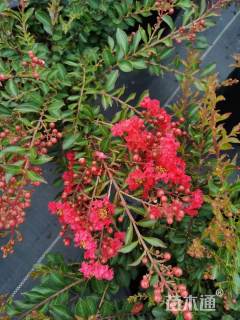 高度20厘米矮紫薇