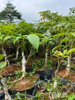 20公分紫花风铃木