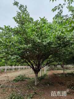 高度3厘米金银木