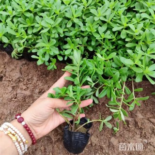 高度15厘米太阳花