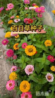 百日草种子