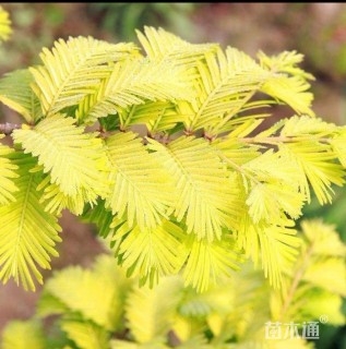 高度50厘米水杉小苗