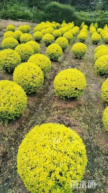 冠幅50厘米亮晶女贞球