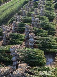 高度20厘米直立冬青