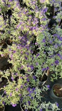 高度40厘米花棒