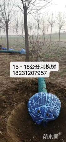 15公分刺槐