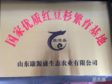 高度250厘米曼地亚红豆杉