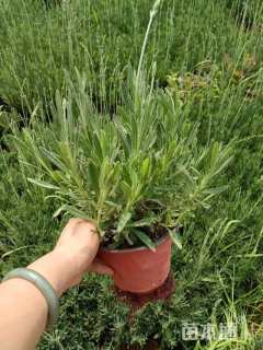 高度20厘米薰衣草