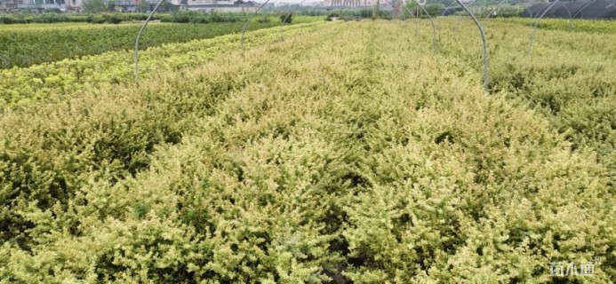 高度40厘米小丑火棘