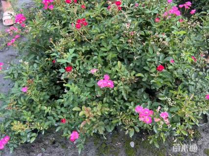 高度15厘米丰花月季