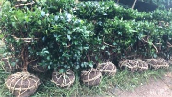 冠幅40厘米茶梅球