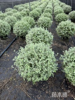 高度60厘米水果兰球