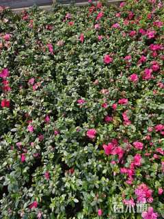 高度20厘米西洋杜鹃