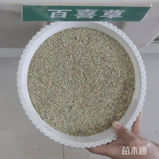 百喜草种子