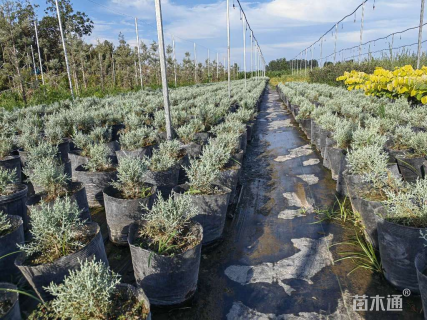 2公分蓝冰柏棒棒糖