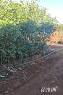 高度180厘米红叶石楠绿篱苗